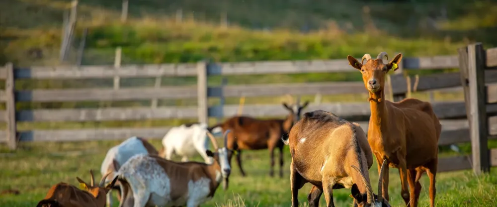 vente directe près de Luzech