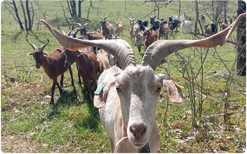 élevage de chèvres près de Luzech