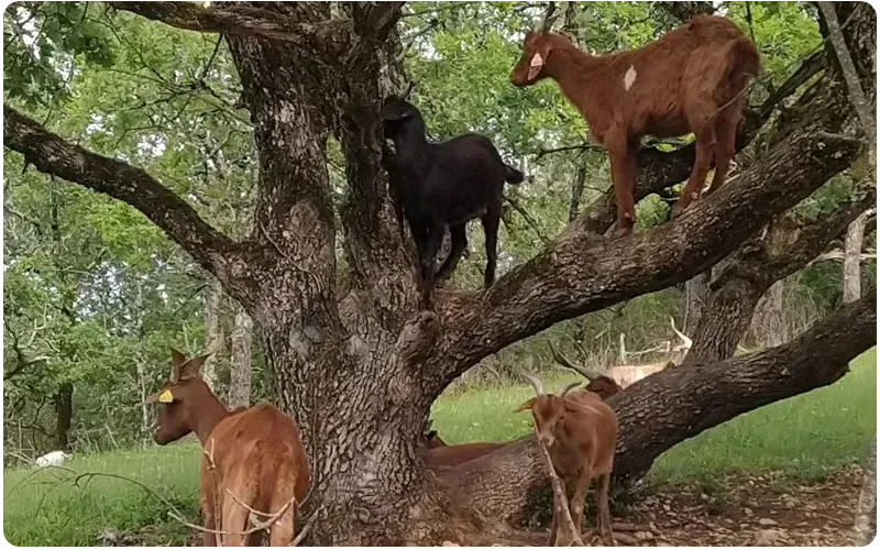 chèvrerie près de Luzech