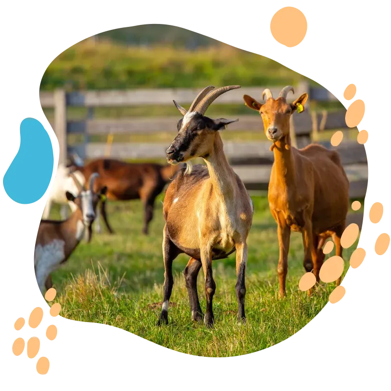 levage de chèvres à Cahors