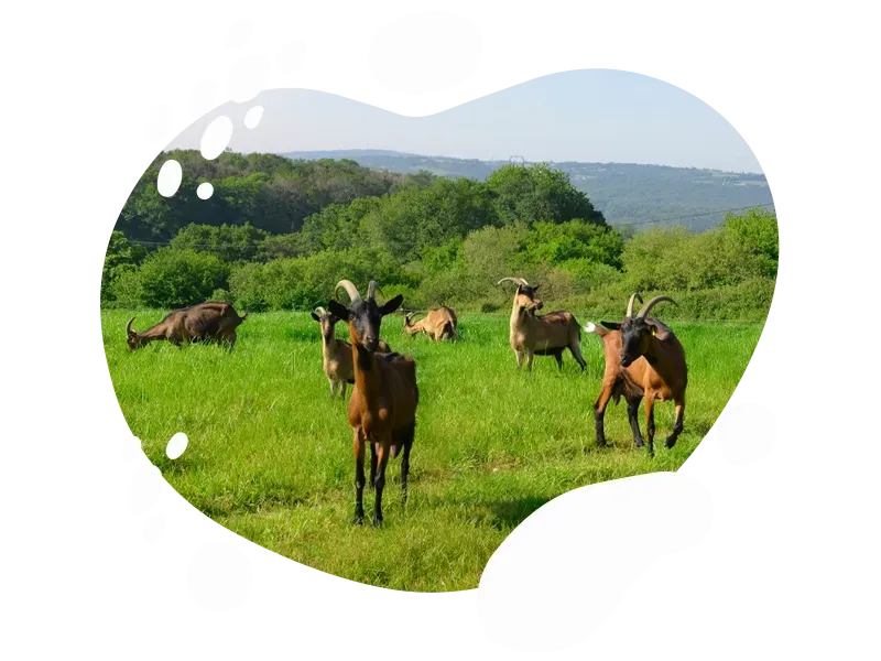 La chèvre à Cahors