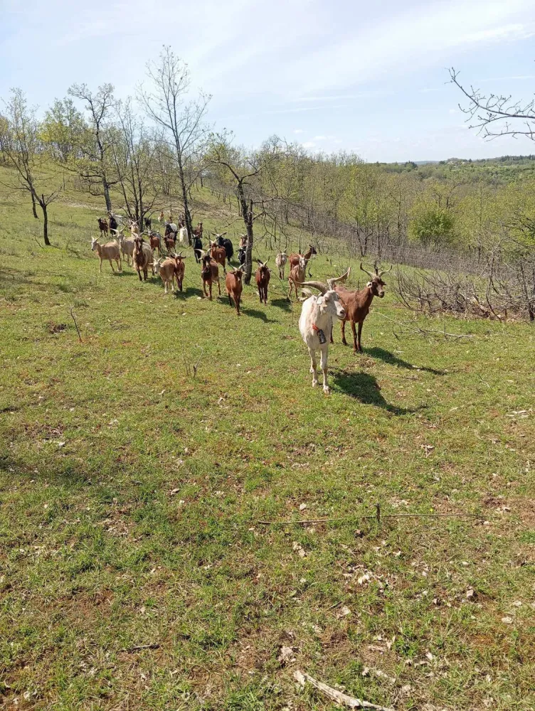 notre troupeau de chèvres